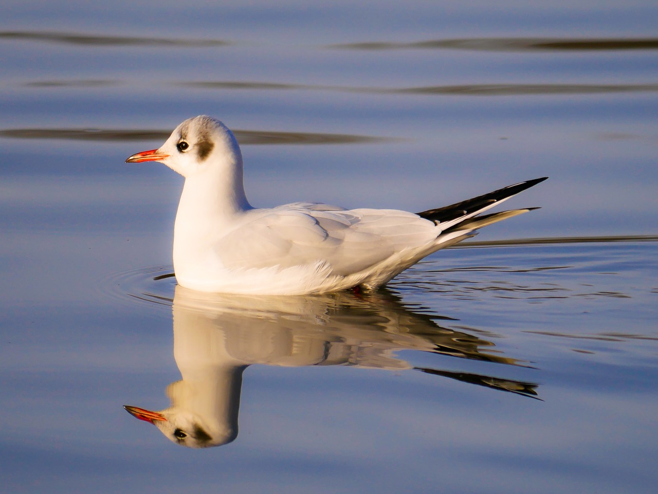 animal world  bird  seagull free photo