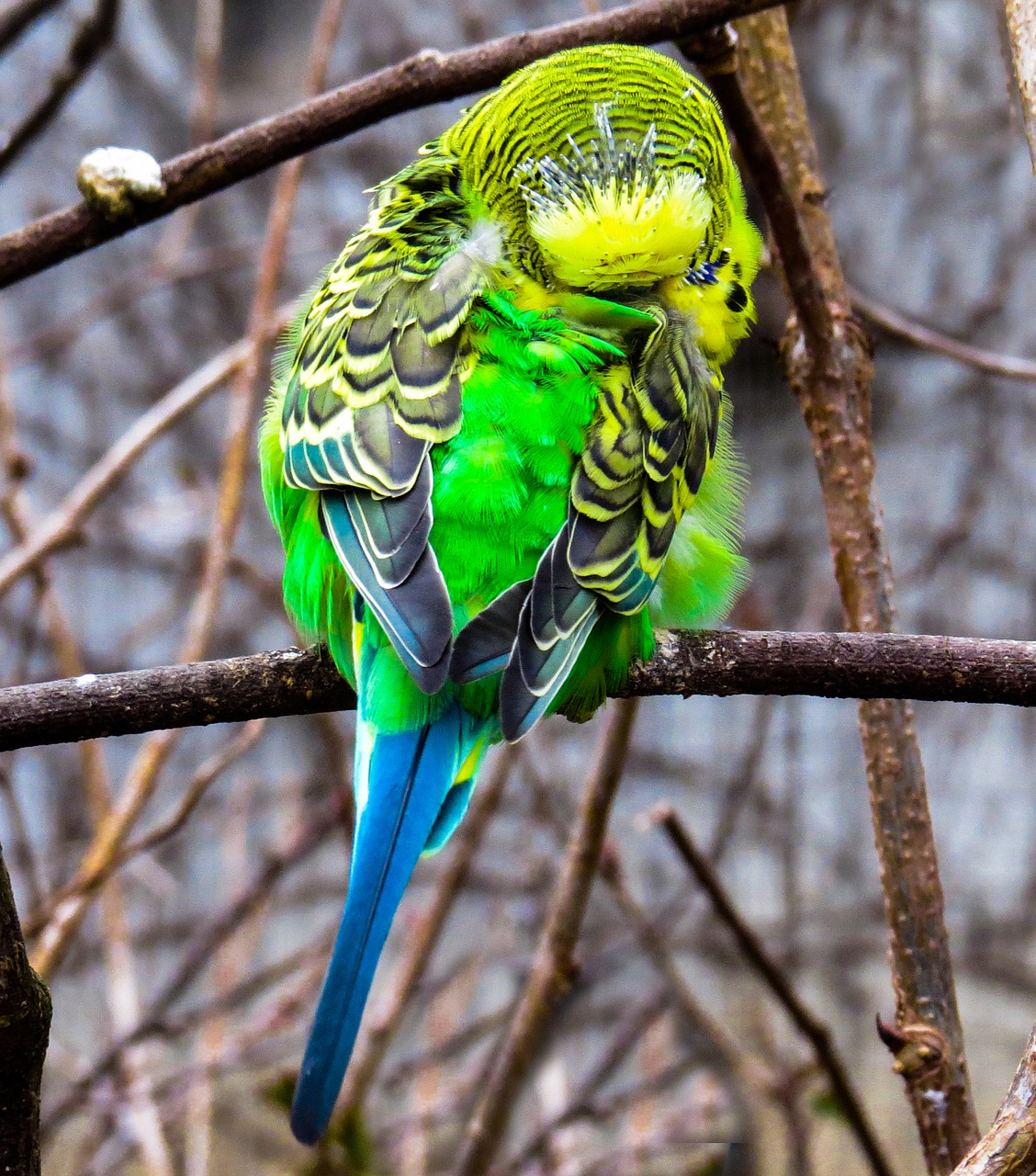 animal world  bird  parakeet free photo