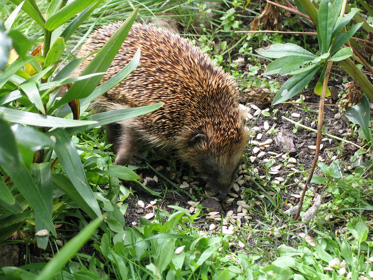 animal world nature hedgehog free photo