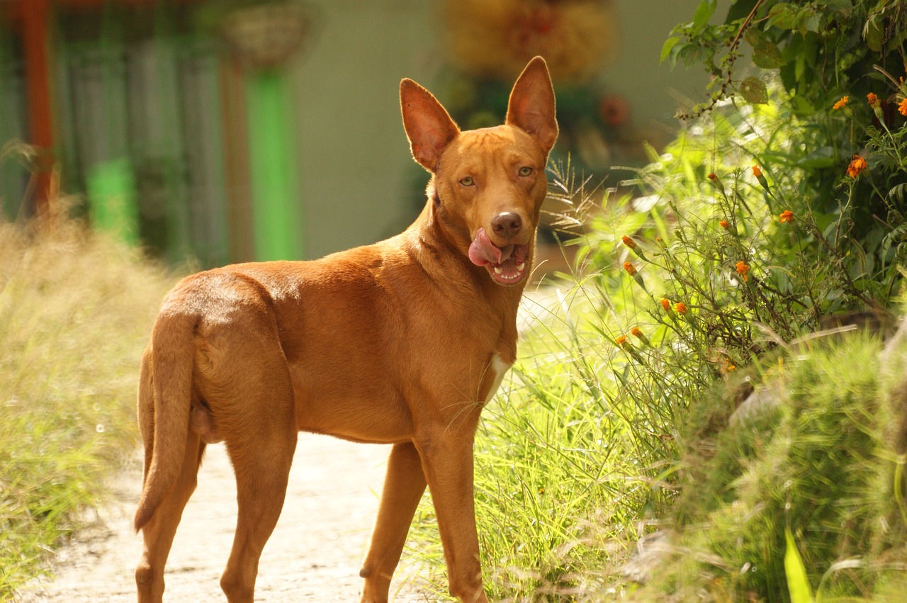 animalia dog domestic canine free photo