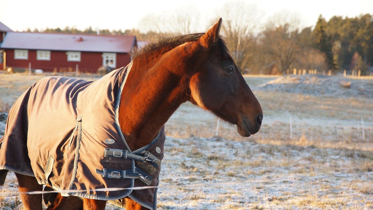 animalia cavalry horse stallion free photo