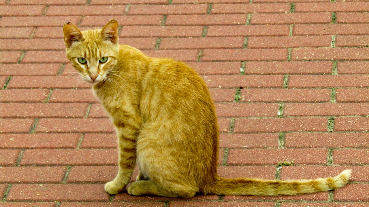 animalia  cat  nice free photo