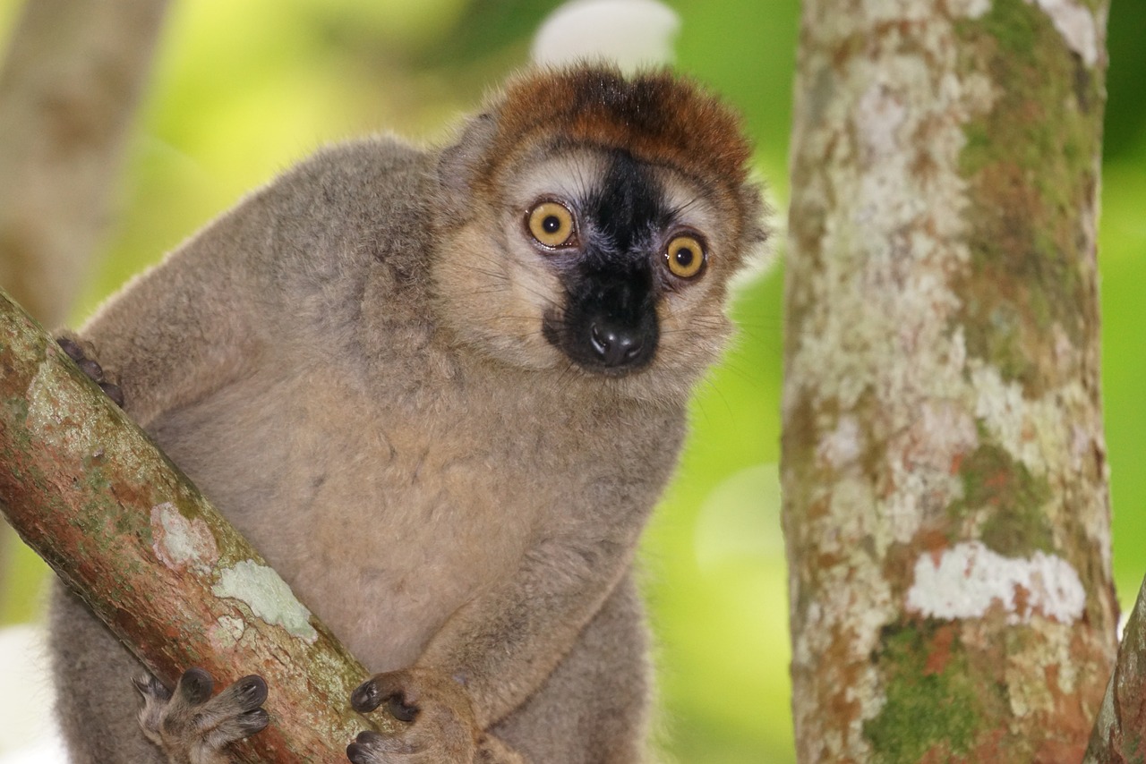 animals red-fronted lemur female free photo