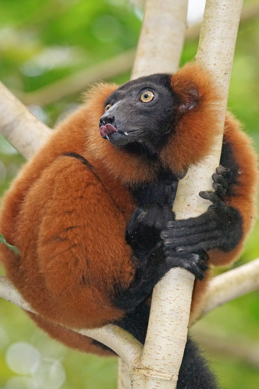 animals primate lemur free photo
