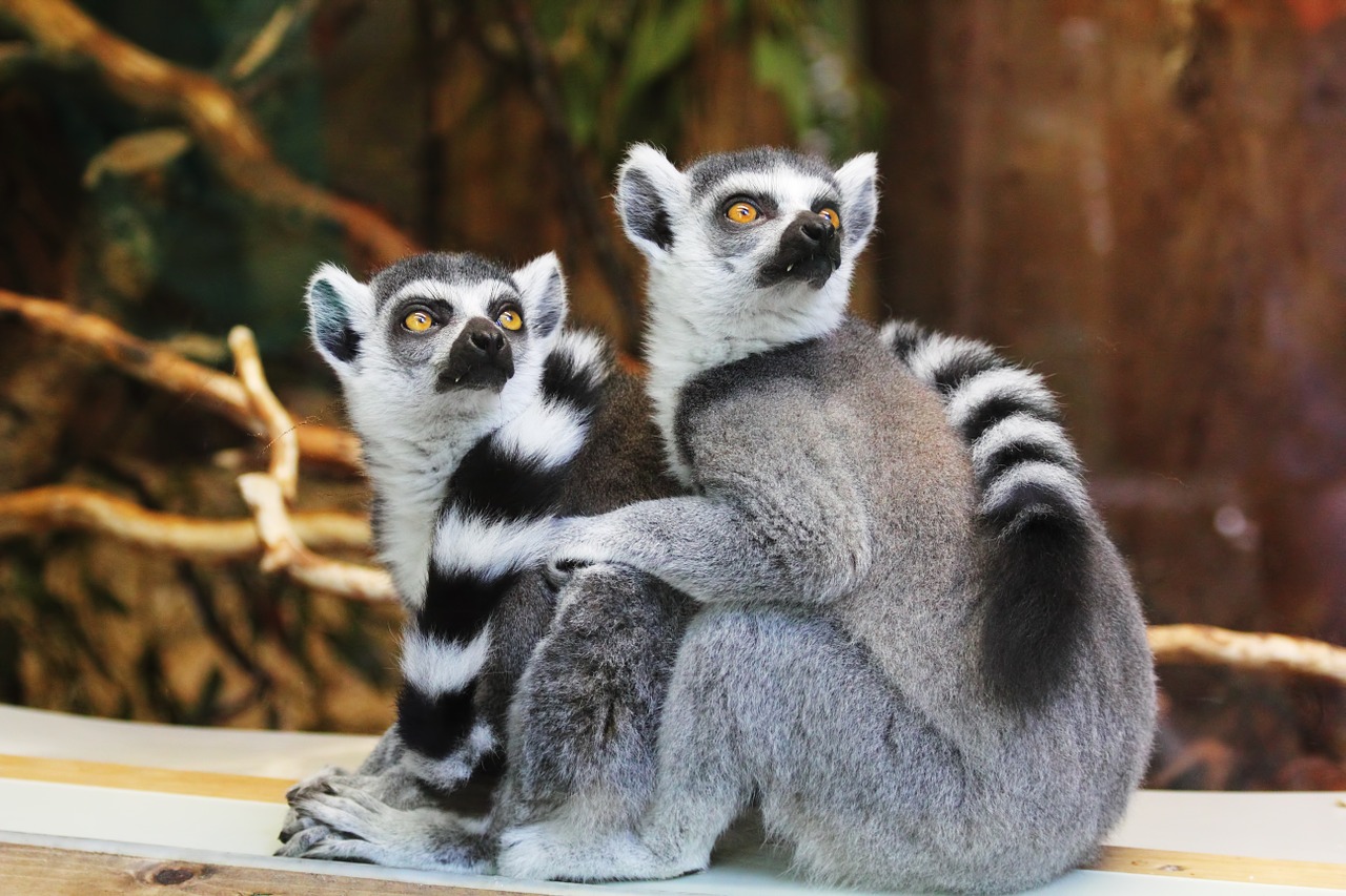 animals lemurs wild free photo