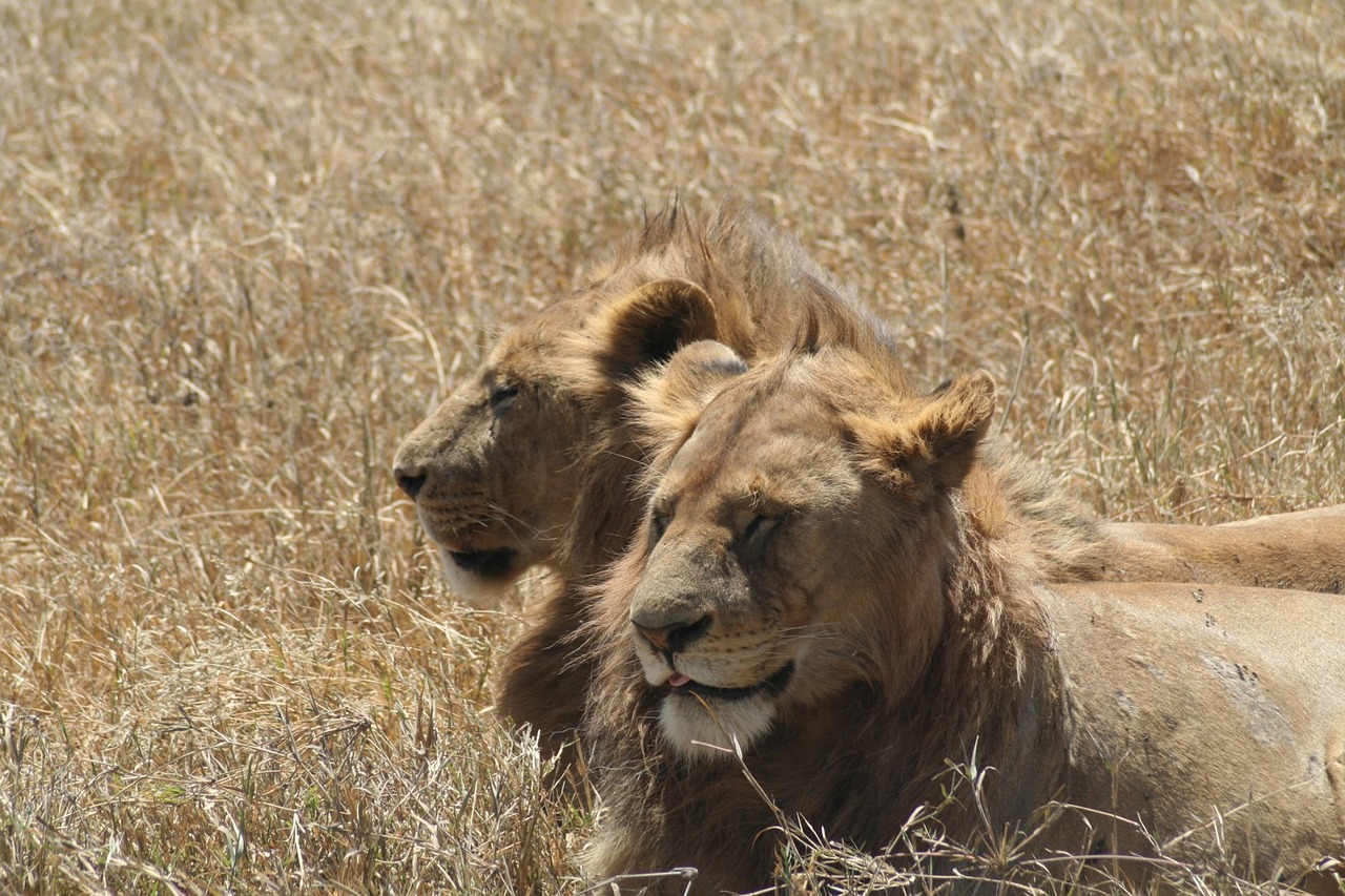leon lions animals free photo