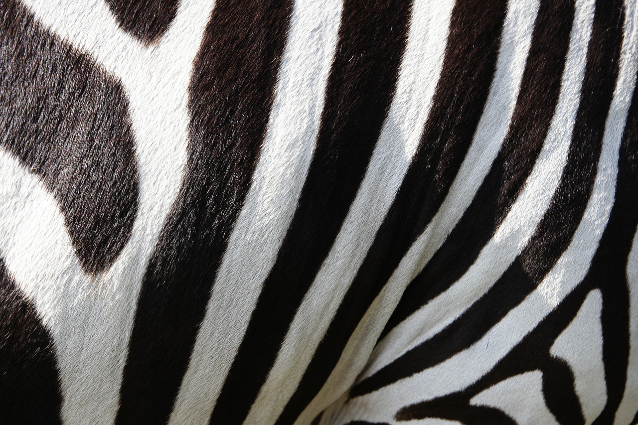 animals zebra zebra crossing free photo