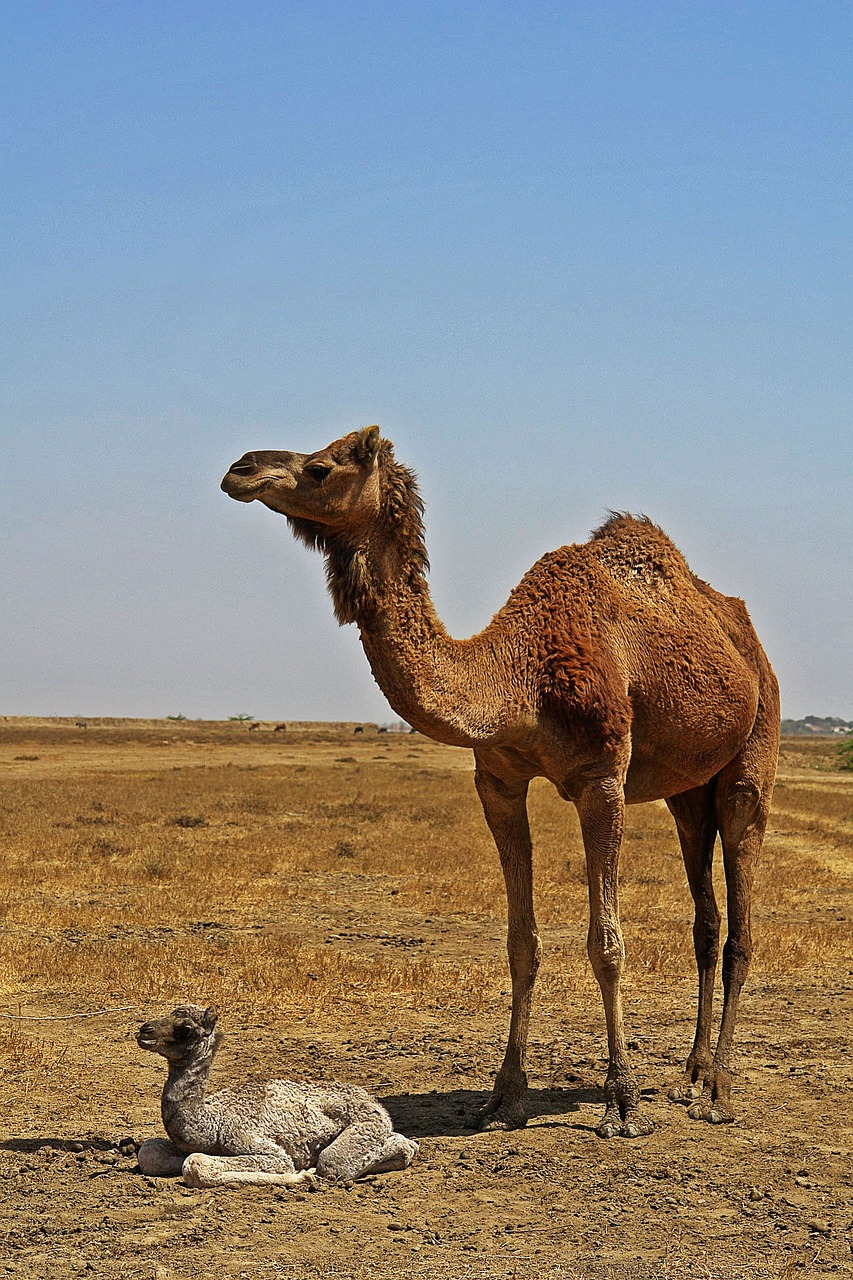 animals camel desert free photo