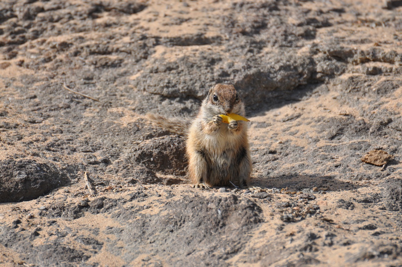 animals squirrel re free photo