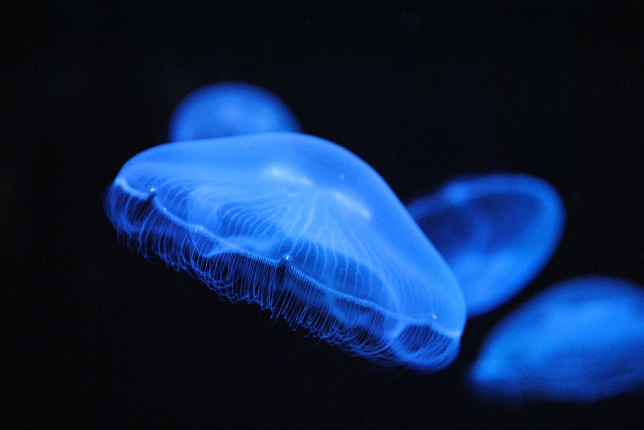 animals jellyfish blue jellyfish free photo