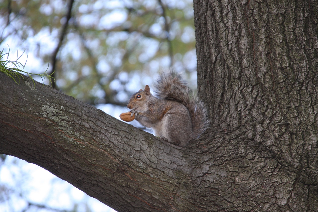 animals tree squirrel free photo