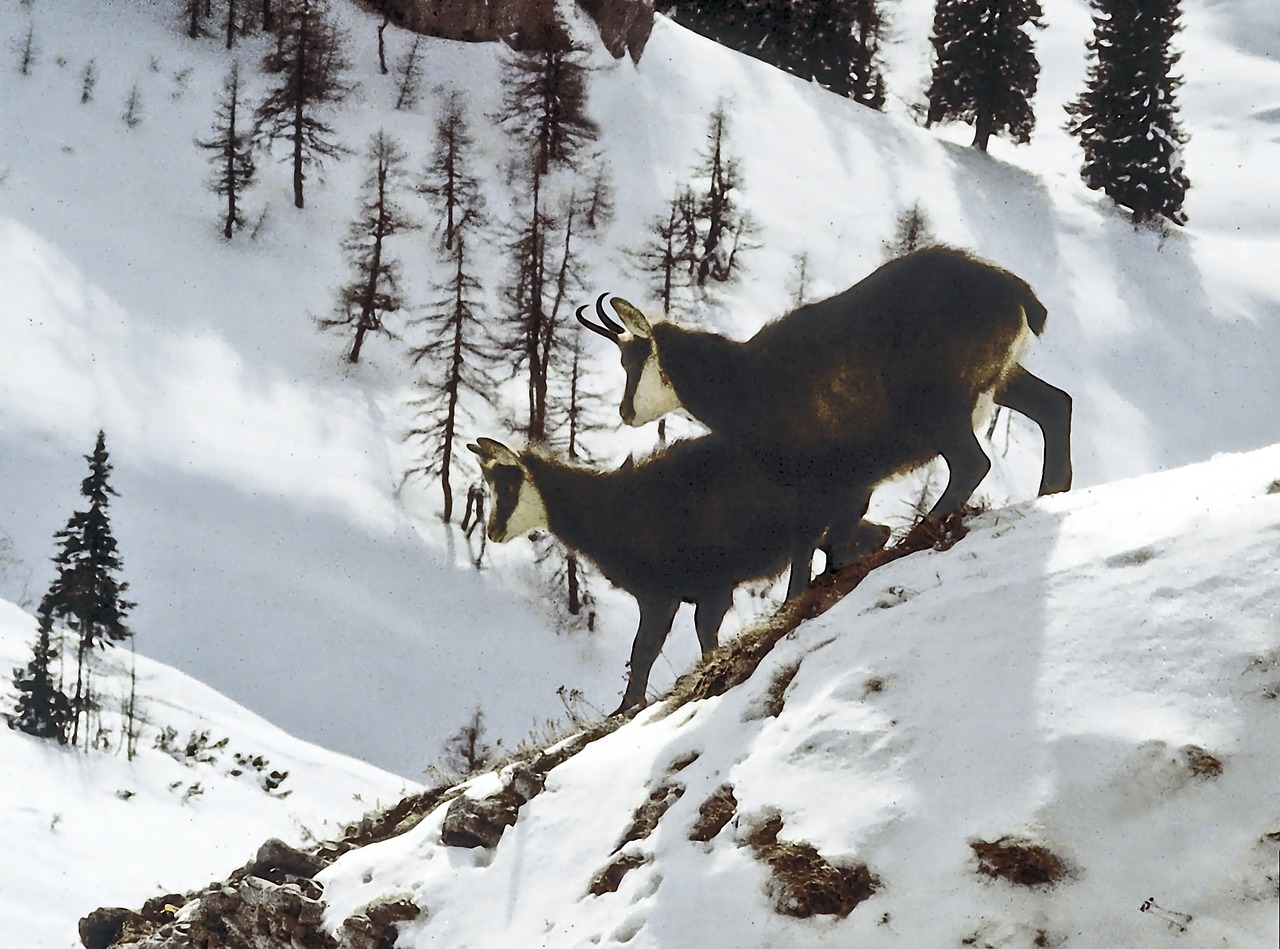 animals alpine animals chamois free photo