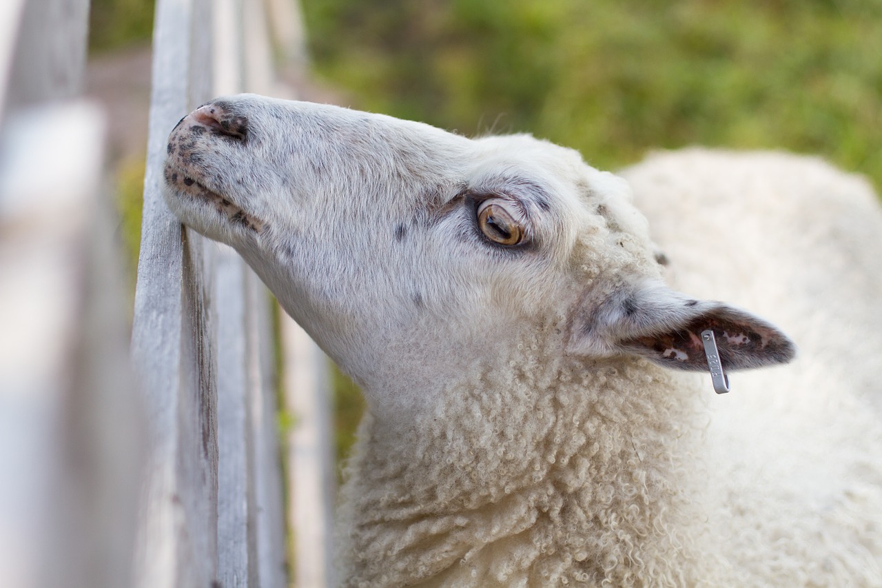 animals the sheep fence free photo