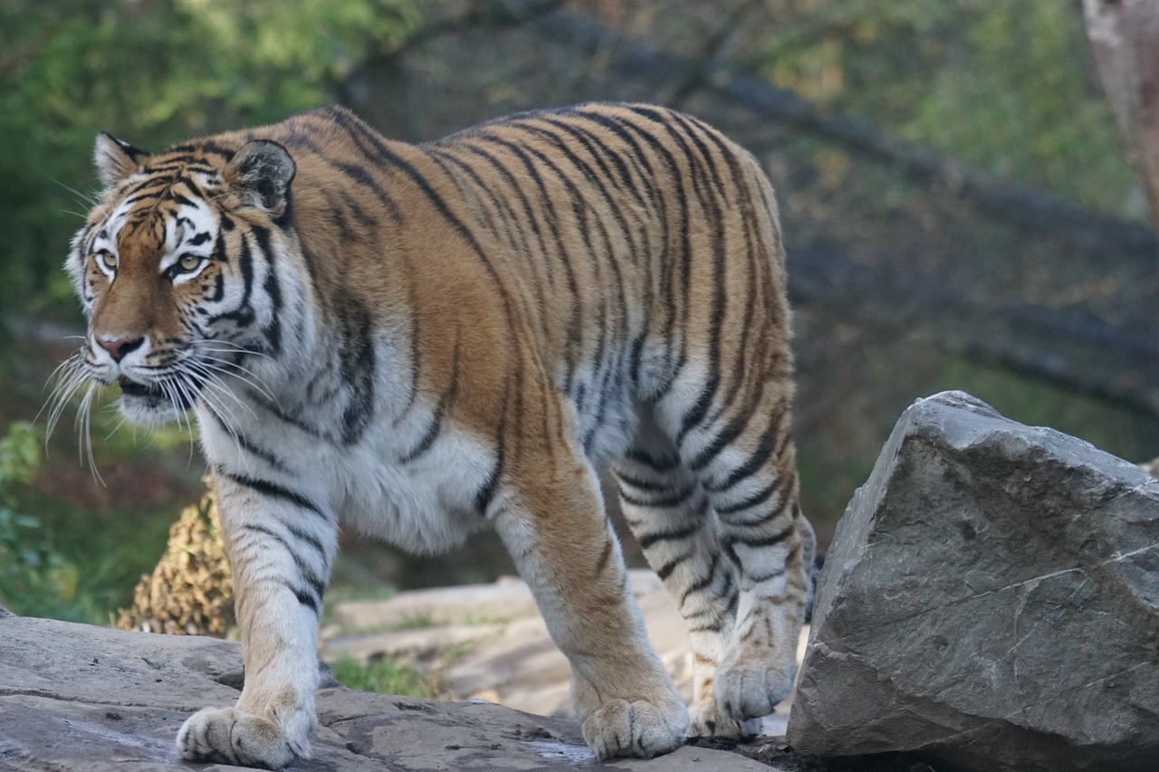 animals predator tiger free photo