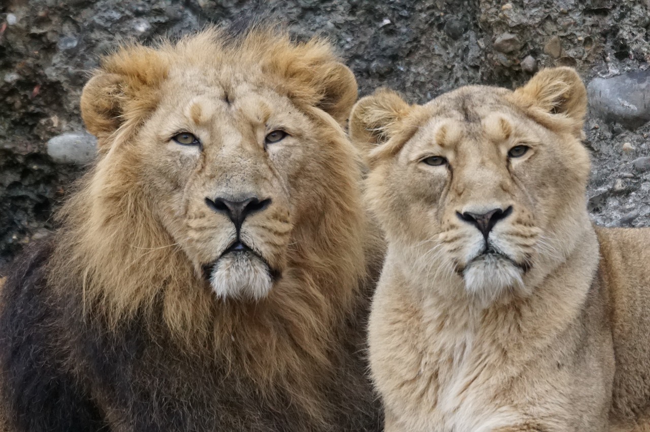 animals predator lion free photo