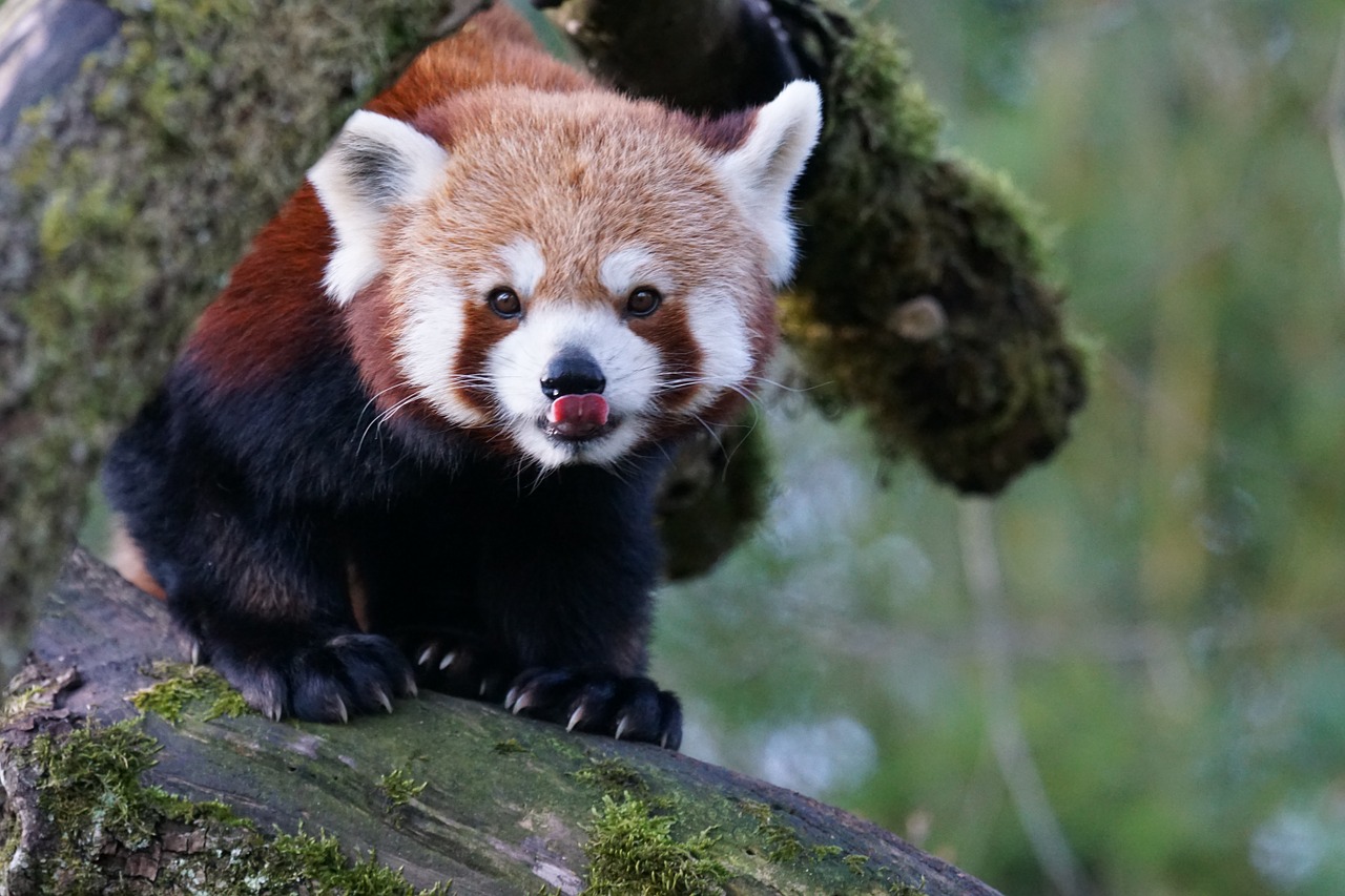 animals small-panda red panda free photo