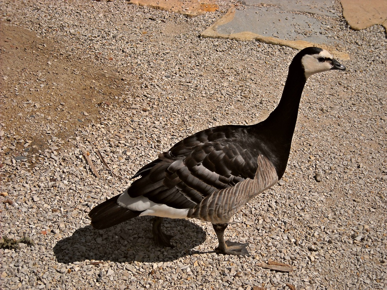 animals ducks water birds free photo