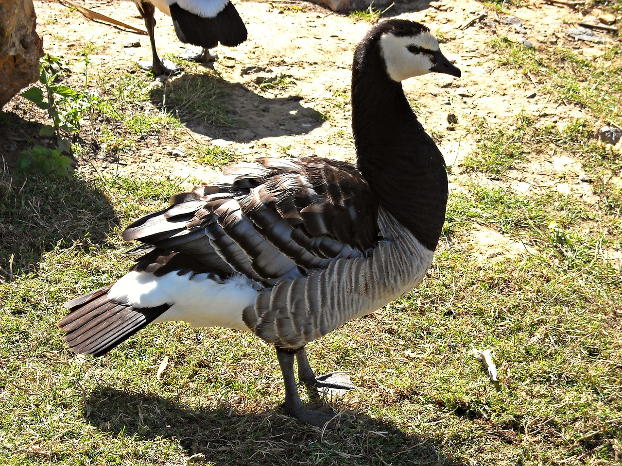 animals water birds ducks free photo