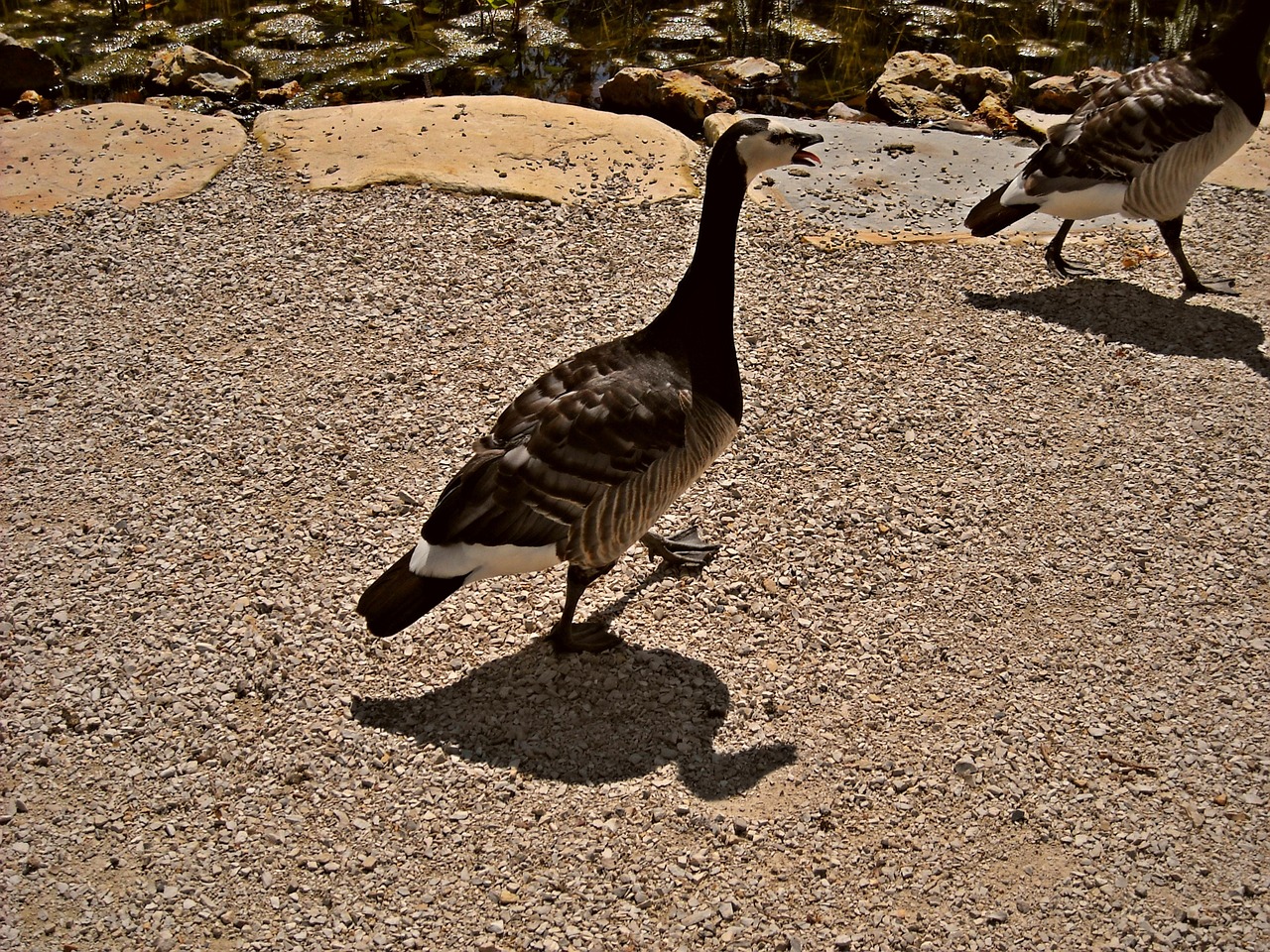 animals nature ducks free photo