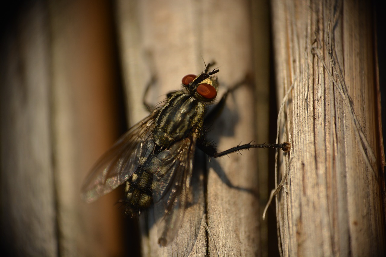 animals fly insect free photo