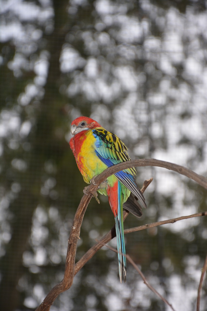 animals parrot colorful free photo