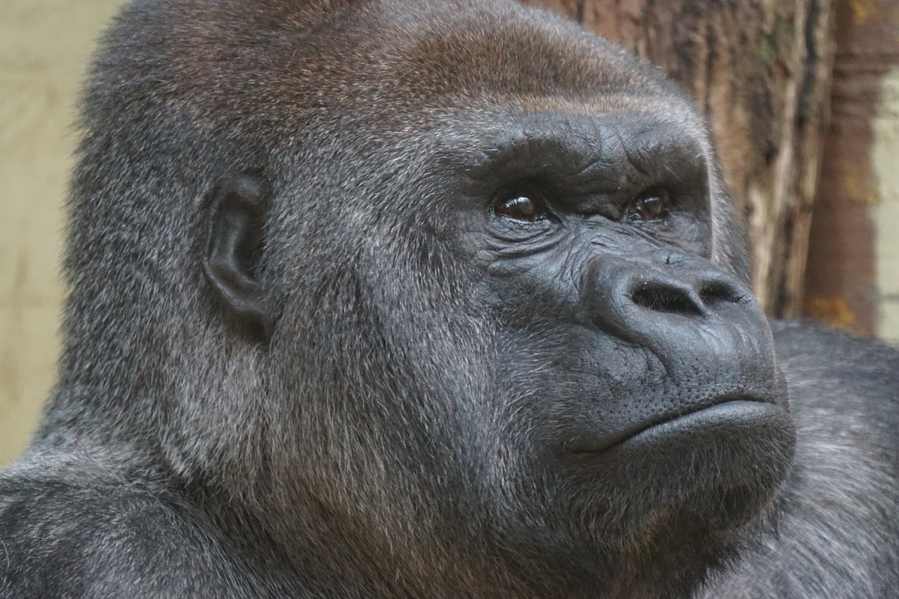 animals primate gorilla free photo
