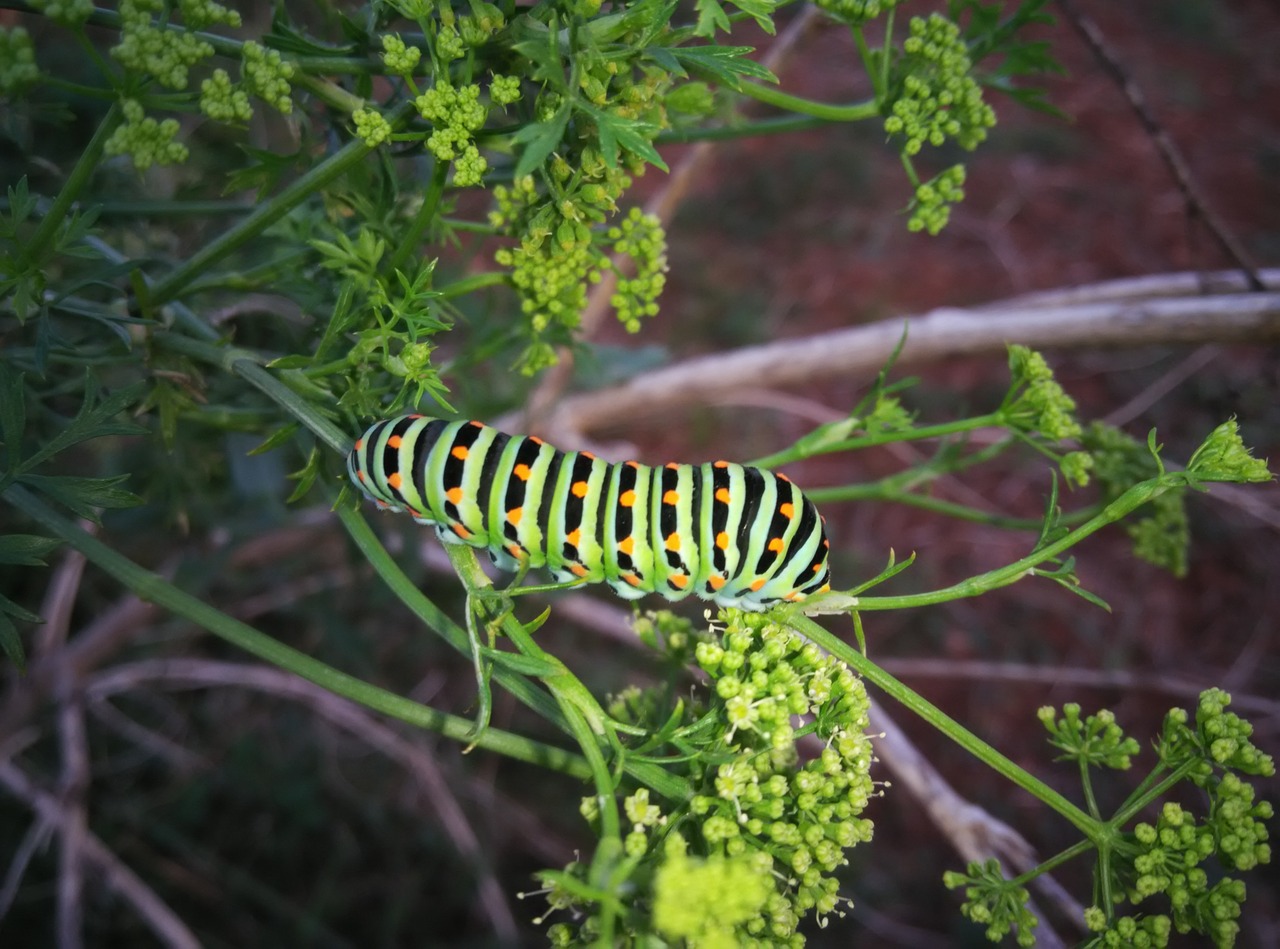 caterpillar insects animals free photo