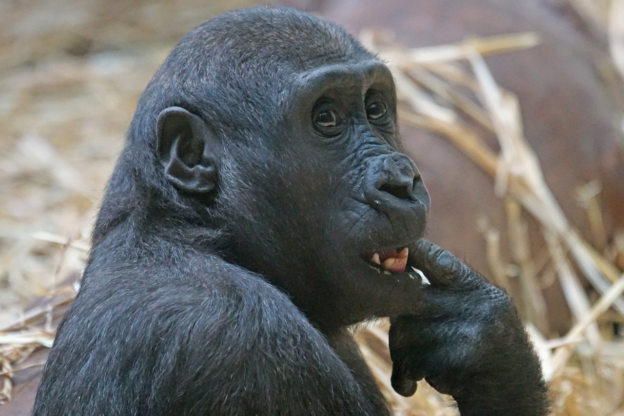 animals primate ape free photo