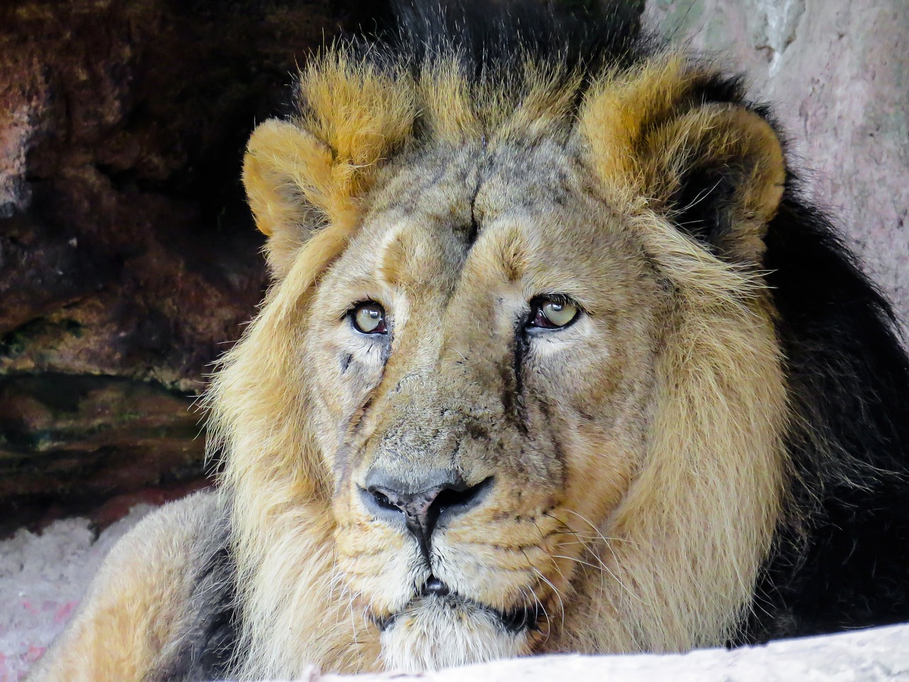 animals predator lion free photo