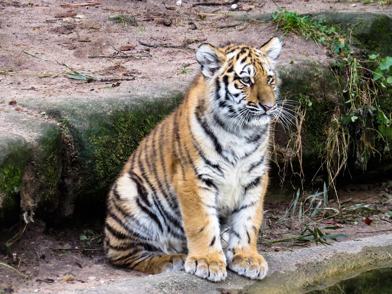 animals tiger predator free photo