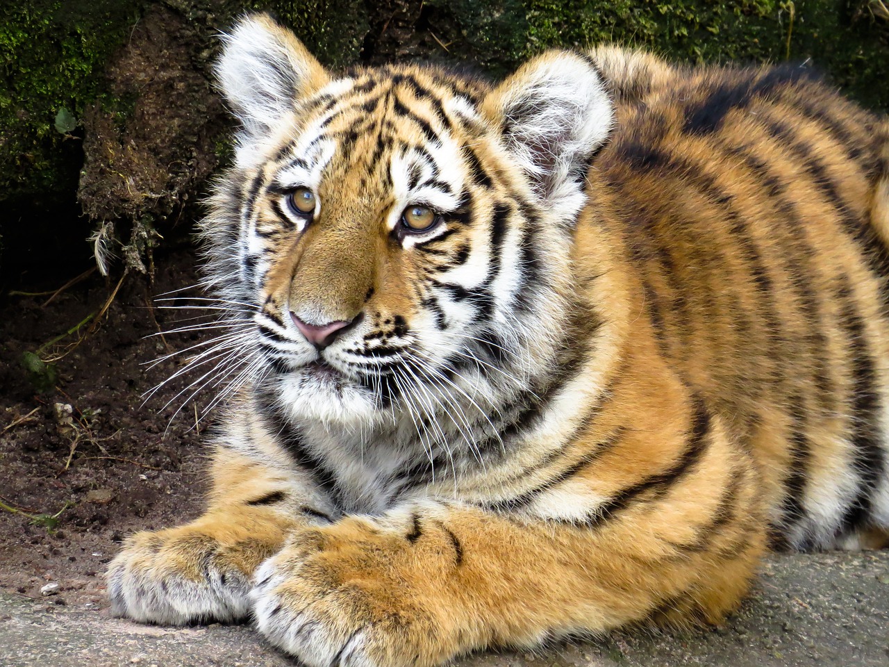 animals tiger predator free photo