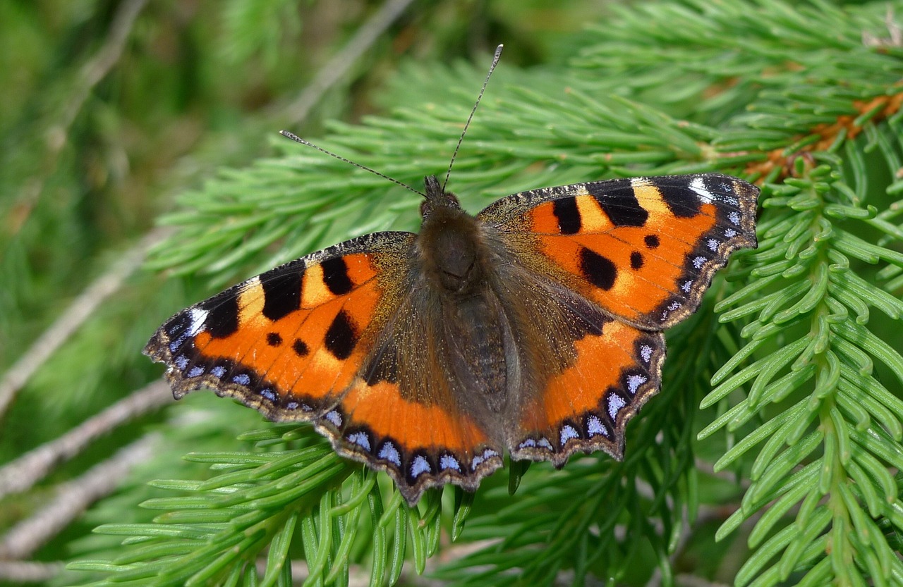 butterfly animals detail free photo