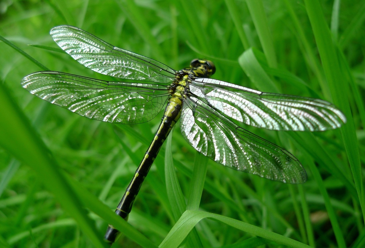 dragonfly animals detail free photo