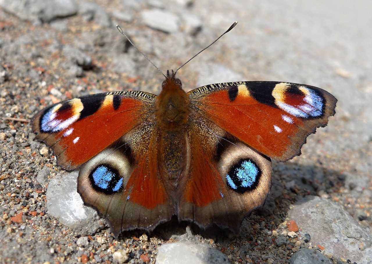 butterfly animals detail free photo