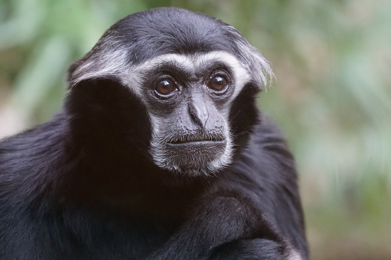animals primate monkey free photo
