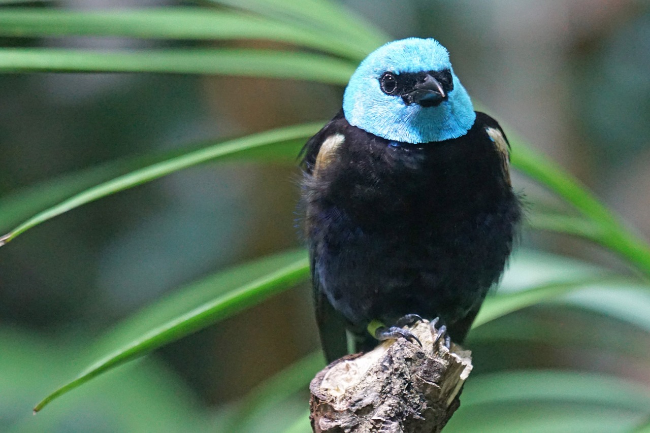 azurkopftangare bird tanager free photo