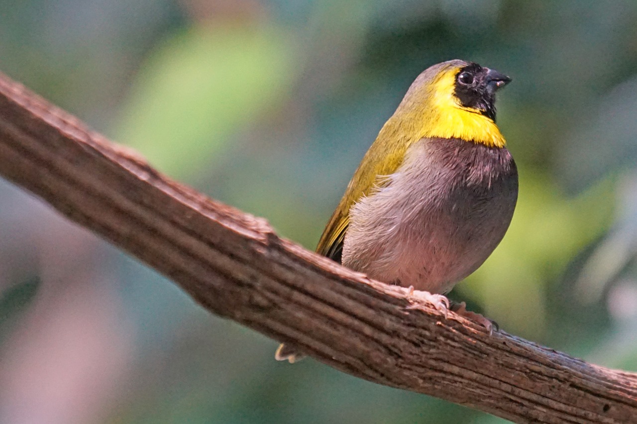 cuba fink bird animals free photo