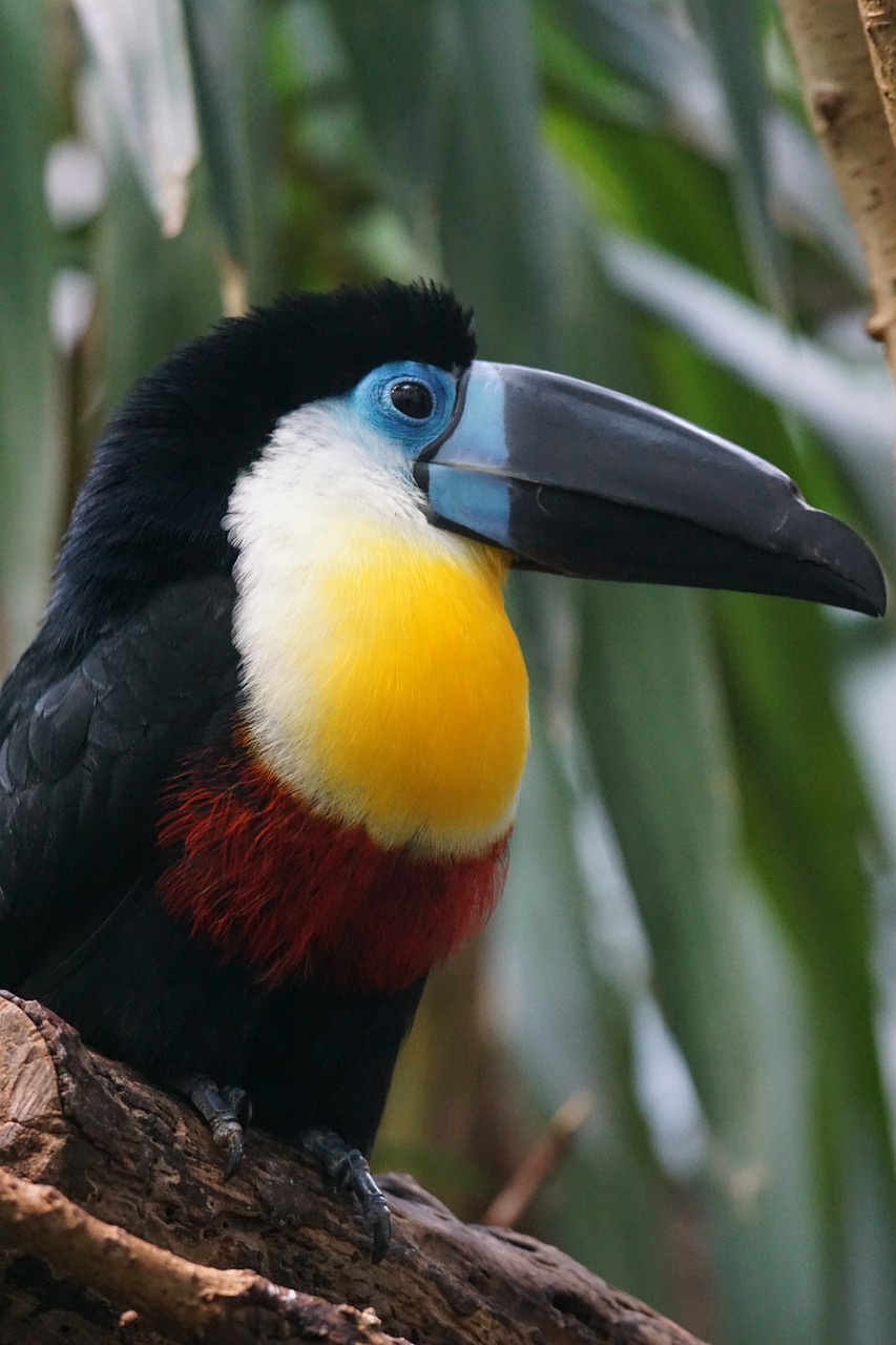 toucan bird animals free photo