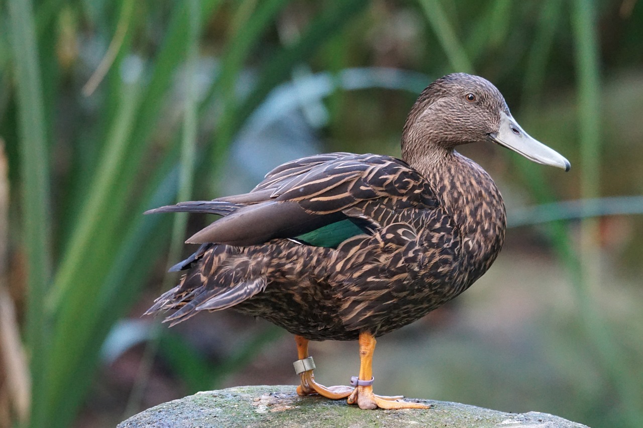 ruderente duck animals free photo