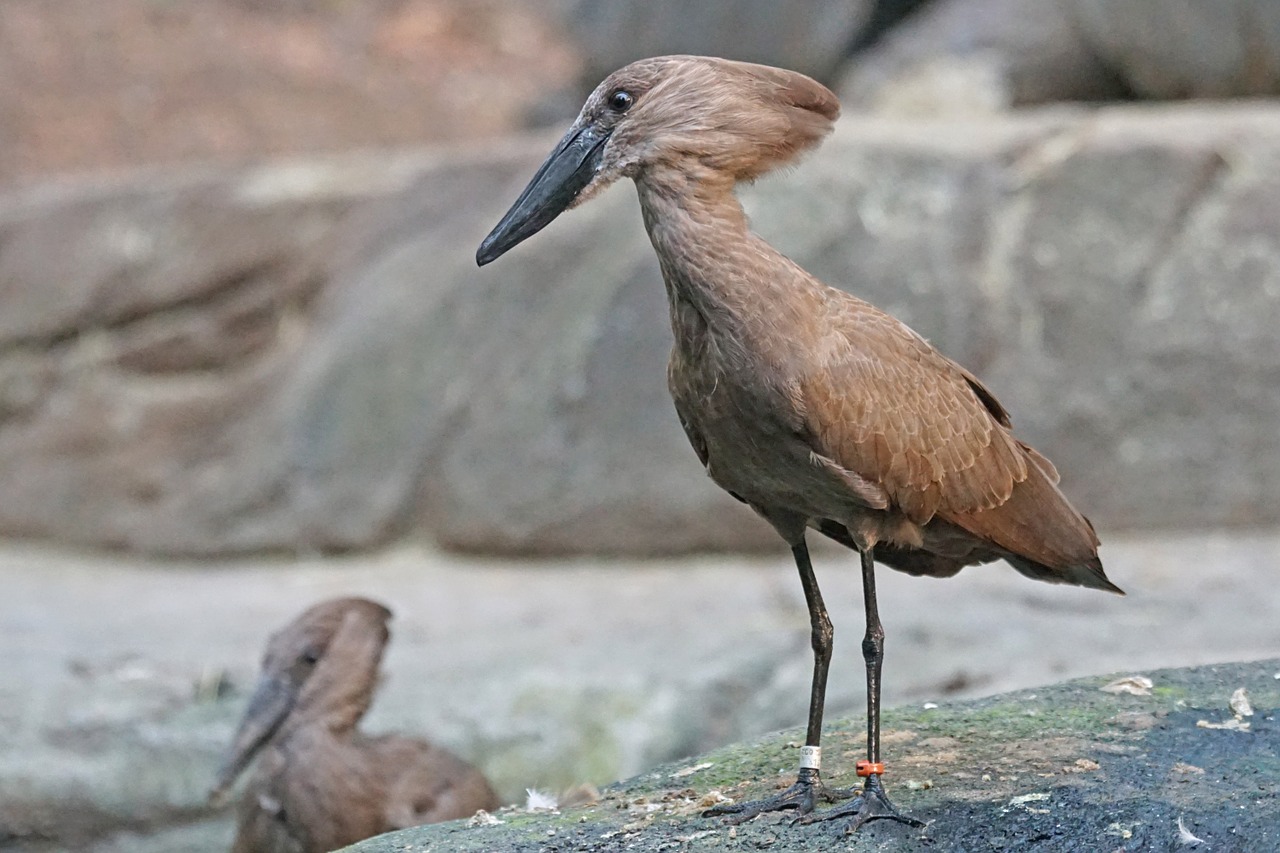 hammerhead bird animals free photo