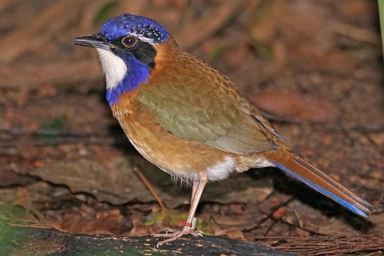 blaukopferdracke bird animals free photo