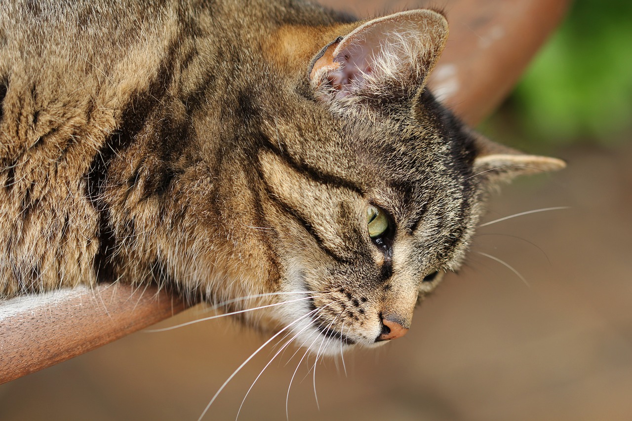 animals cat curious free photo