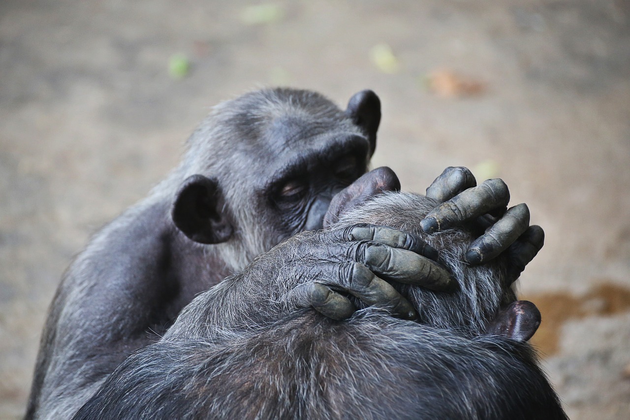 animals chimpanzee nature free photo