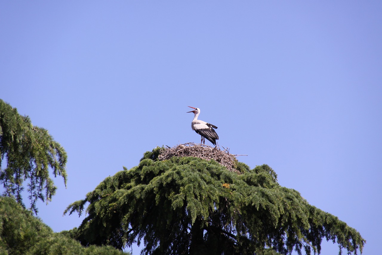 animals stork ave free photo