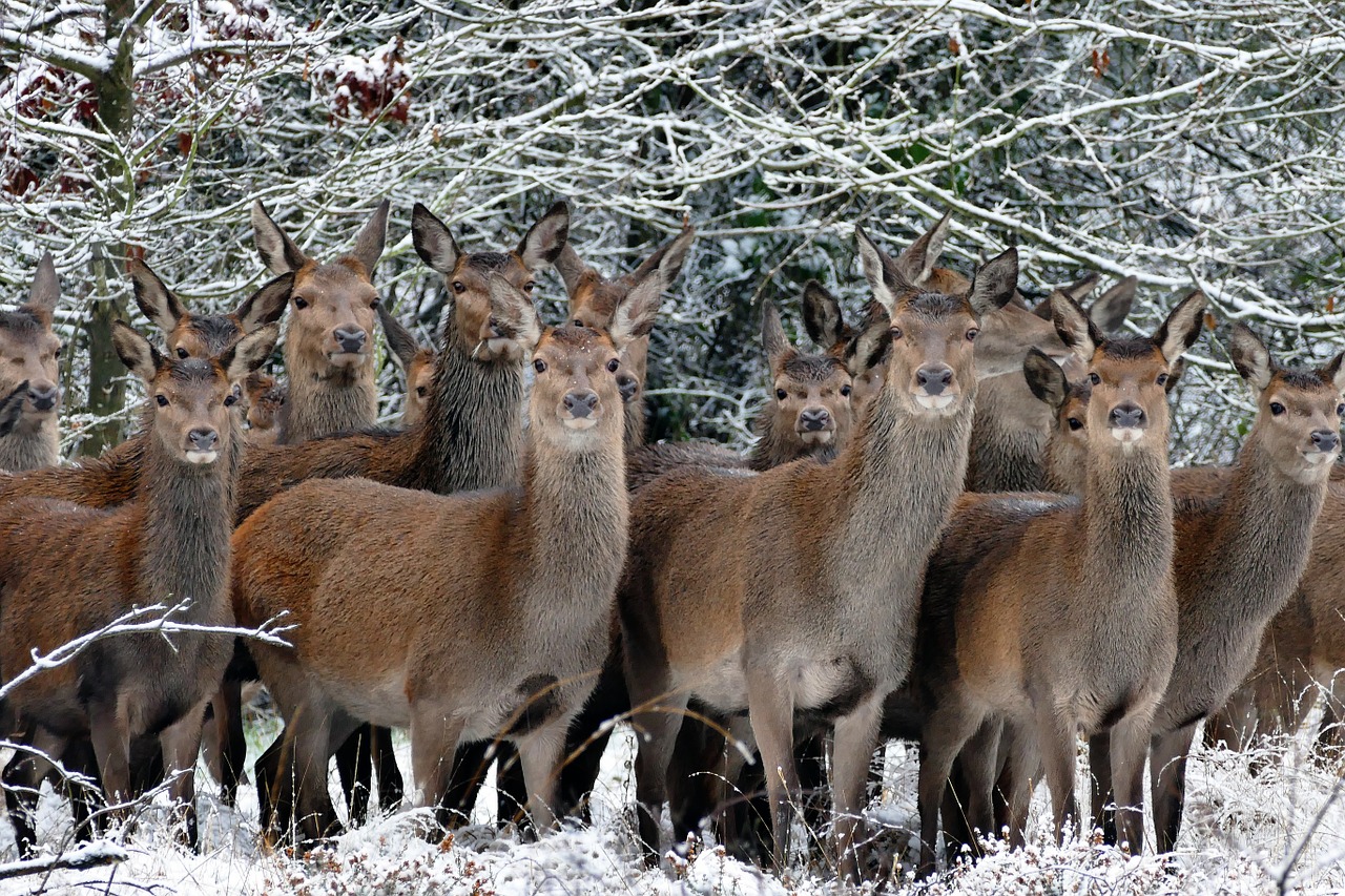 animals deer nature free photo