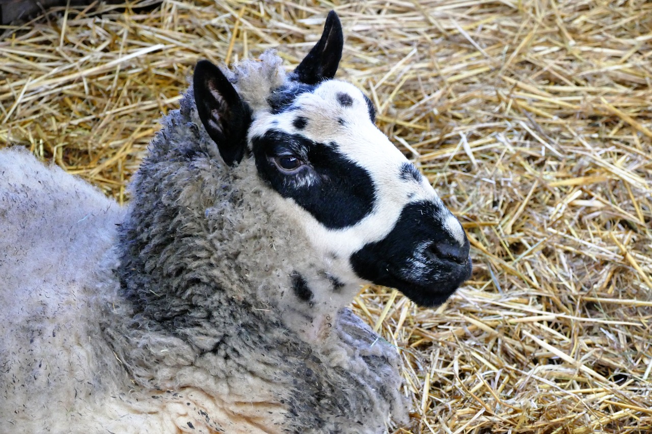 animals sheep nature free photo