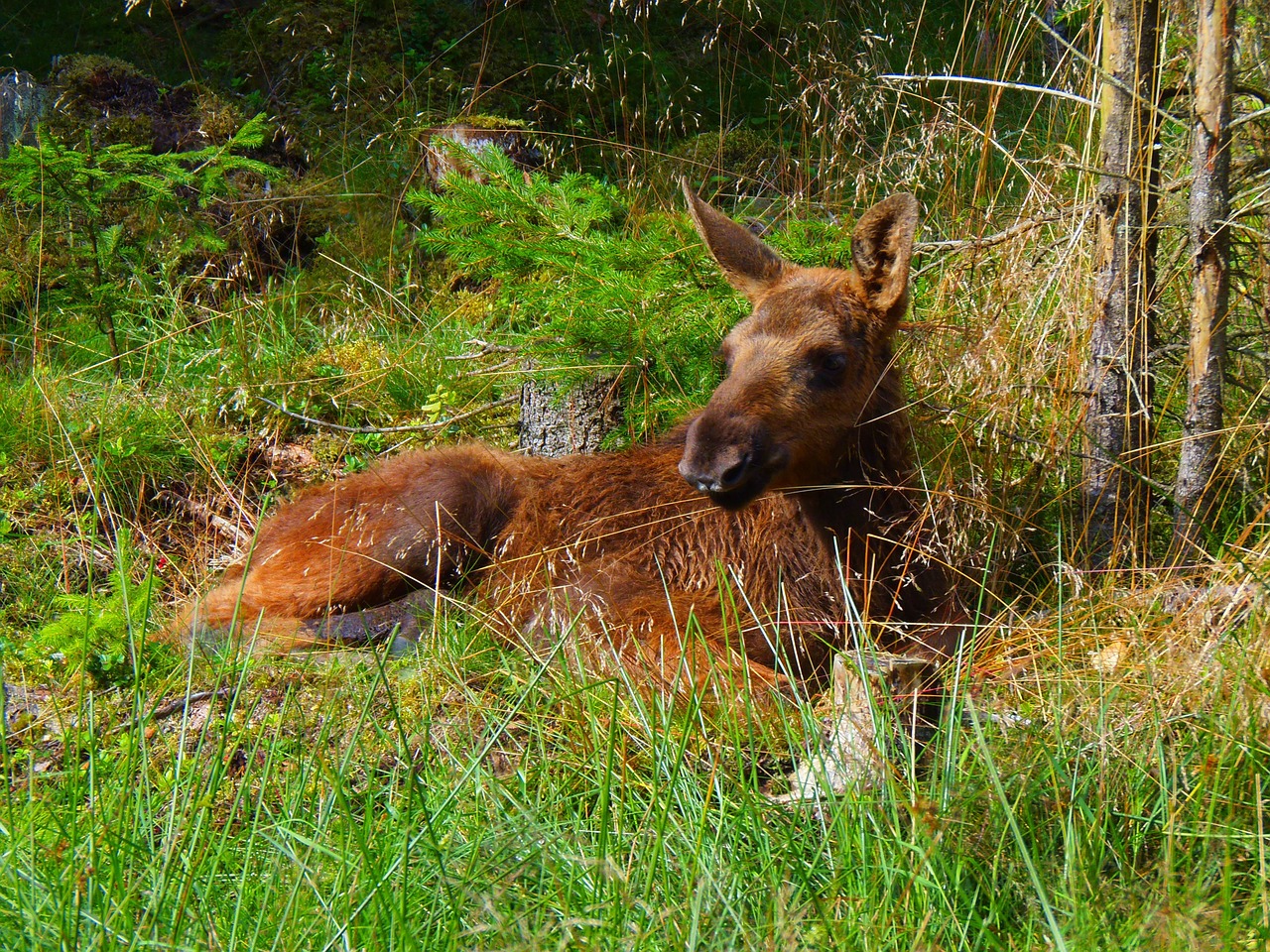 animals moose wildlife free photo