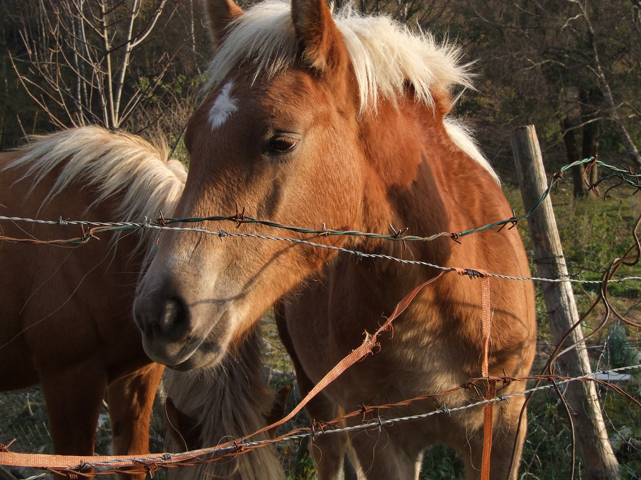 animals horse horses free photo