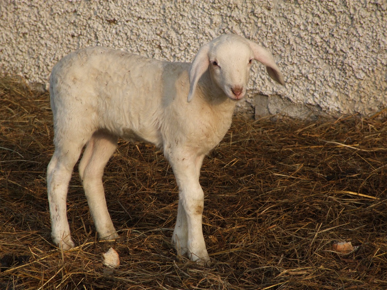 animals lamb nature free photo