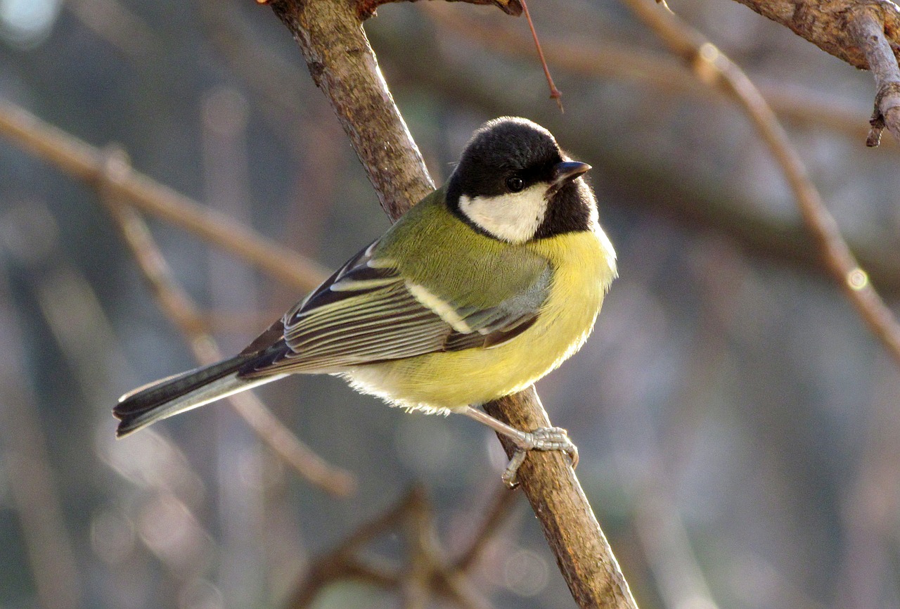 animals birds tit free photo